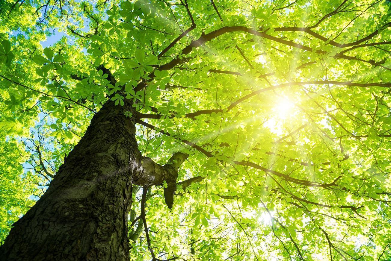 DOTLUX Motivplatte SKYLIGHT für Einbaupanels Motiv 1 Raster 1x1 für 620x620